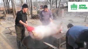 накачивают свиней воздухом