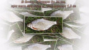 Густера описание, образ жизни