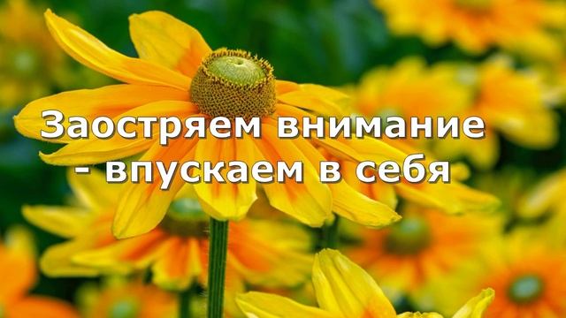Заостряем внимание - впускаем в себя