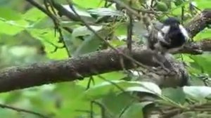 Синица московка