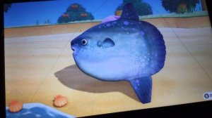 Ocean sunfish //animal crossing new horizons