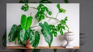 32 Types of Philodendron Plants - The  Planet of Greens