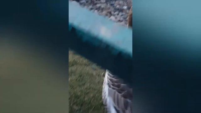 Парк флоры и фауны Роев ручей. Красноярск смотреть онлайн