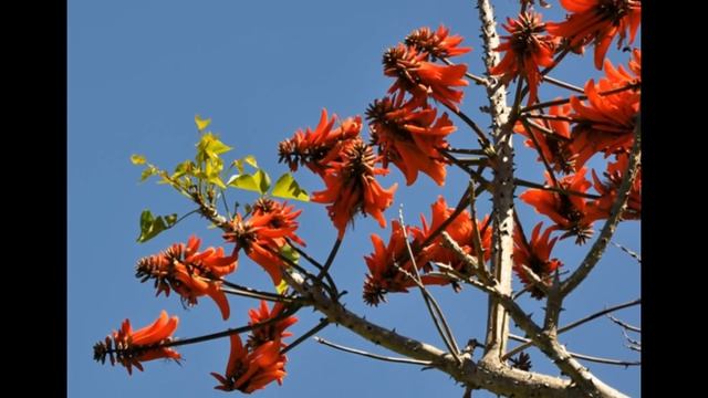 Erythrina, Coral Tree. Unusual Bonsai смотреть онлайн