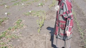 Что нужно сделать на клубнике весной. Чем подкормить клубнику весной.