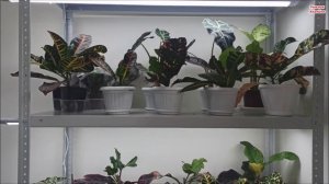 СТЕЛЛАЖИ для ? ЦВЕТОВ ? с подсветкой ✅ НА ЛЮБОЙ  КОШЕЛЕК