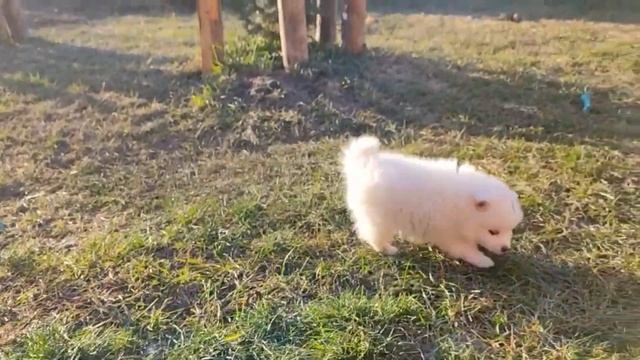 Скоро Кошки познакомятся с щенком Японский шпиц потому что мы купили собаку ?