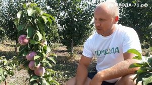 Яблоня Московское ожерелье