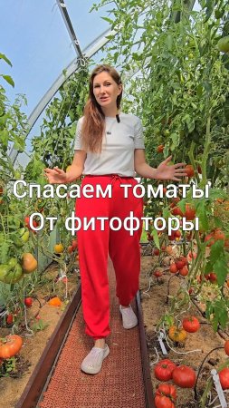 Спасаем томаты от фитофторы