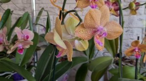 Орхидея Леопард? Phal. Bao Leopard? Дубль в коллекции или новая ОРХИДЕЯ? Особенности сорта?