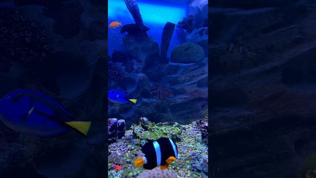 Океанариум. Москва. Всей семьёй замечательно провели время.😊🤗🐳🐙 смотреть онлайн