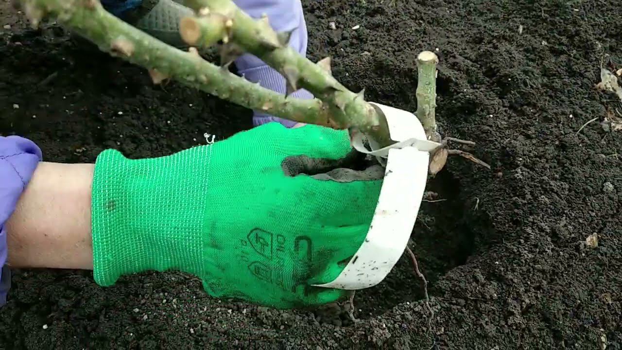 Как посадить розы видео. Подкормка роз ранней весной. как разводить розы.