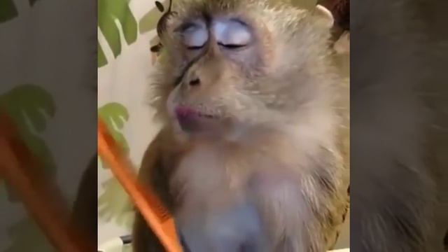 Обезьяну на красили и стали расчёсывать смотреть онлайн