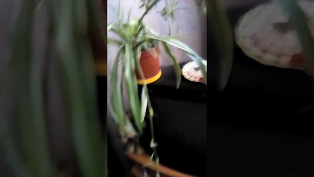 Как разводить хлорофитум в домашних условиях |  Мои хлорофитумы-им нужен свет. Польза от цветов