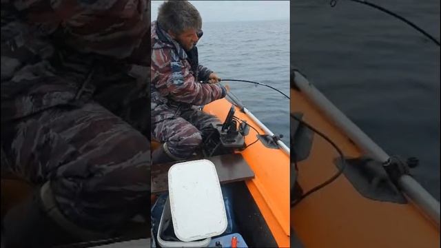 Ловля краба на краболовку от Mr. Musurok