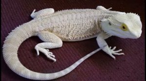 №3 бородатая агама