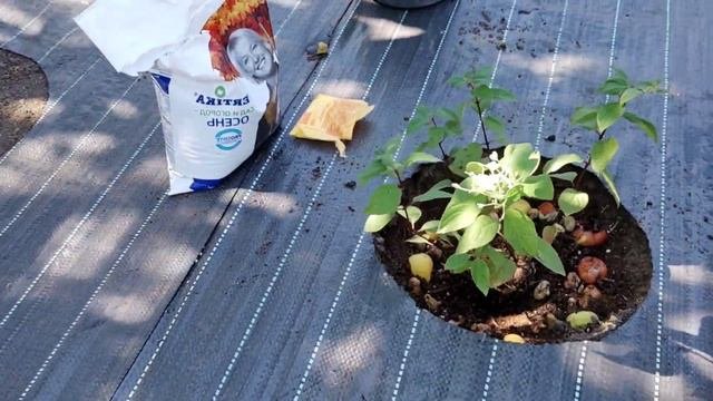 Десерт для моих гортензий! Что я добавляю в посадочную яму, при посадке гортензий! 🍏#гортензия