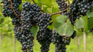 ЛУЧШАЯ ПОДКОРМКА ВИНОГРАДА! КАК И ЧЕМ ПОДКОРМИТЬ ВИНОГРАД