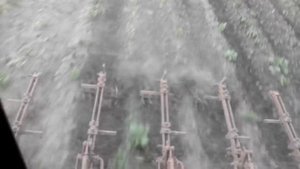 ОЧЕРЕДНАЯ ПРОПОЛКА КАРТОФЕЛЯ ЕЖАМИ - Another Patch of Potatoes by Jerzy