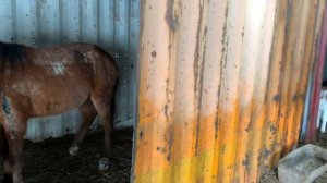 Откорм бычков, хозяйства коровы, лошади. 4 декабря 2022 г.