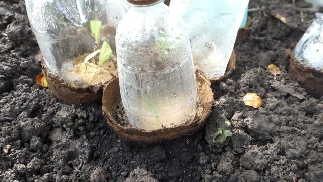 Старая дача. Обустраиваем участок с минимальным бюджетом смотреть онлайн