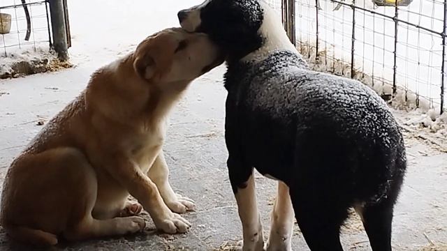 Можно смотреть вечно🥰. Щенки свободны смотреть онлайн