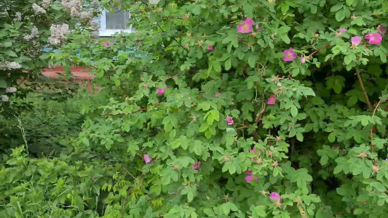 Сибирские просторы. Северск. Гуляем по городу.