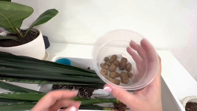 Почему я решила отделить деток от Сансевиерии чёрный тигр / sansevieria Black Tiger смотреть онлайн