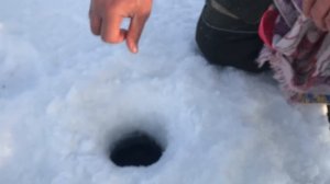 Налим на жерлицу, горбачи на мормышку, язь на комбайн. Зимняя рыбалка на реке Иртыш видео