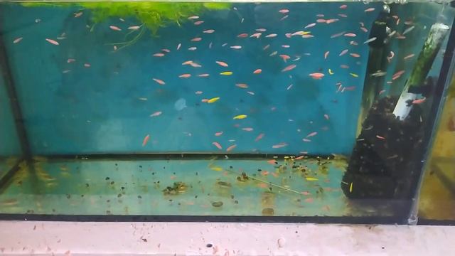 Разведение Тетра фон рио от а до я. Новости с рыборазводни. смотреть онлайн