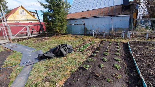Клубника весной. Убрала черный спанбонд на клубничной грядке смотреть онлайн