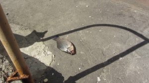 Зажравшийся кот не хочет рыбу*Байки грибника*