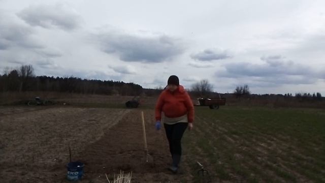 Весна 2020р Садимо ранню картоплю,мотоблоком МТЗ 12. Білоруського виробництва. смотреть онлайн