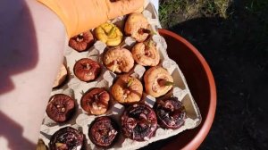 Гладиолусы Мобильные клумбы.Посадка в горшки на улице.