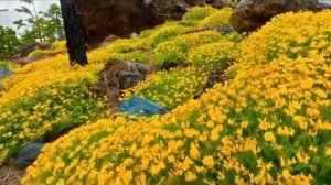 Самое красивое видео про природу.mp4