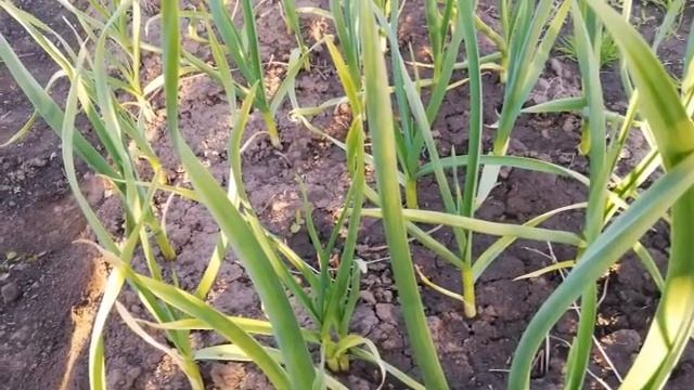 ПОЖЕЛТЕЛ ЧЕСНОК? ЧТО ДЕЛАТЬ ЕСЛИ ЖЕЛТЕЕТ ЧЕСНОК? СПАСАЕМ ЧЕСНОК ДЛЯ ПОЛУЧЕНИЯ ХОРОШЕГО УРОЖАЯ. смотреть онлайн