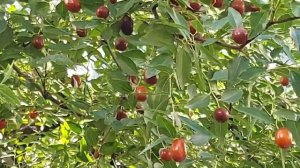 Унаби (Ziziphus jujuba)  - Китайский финик, (Ростов-на-Дону)
