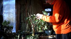 A New Front for my Ficus religiosa Bonsai, The Bonsai Zone, Dec 2020