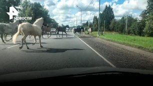 Табун лошадей устроил скачки на оживленной трассе / РЕН Новости