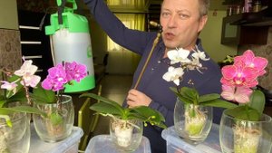 полив орхидей в ЖЕМЧУГЕ, мхе и открытые корни орхидей мини фаленопсисы