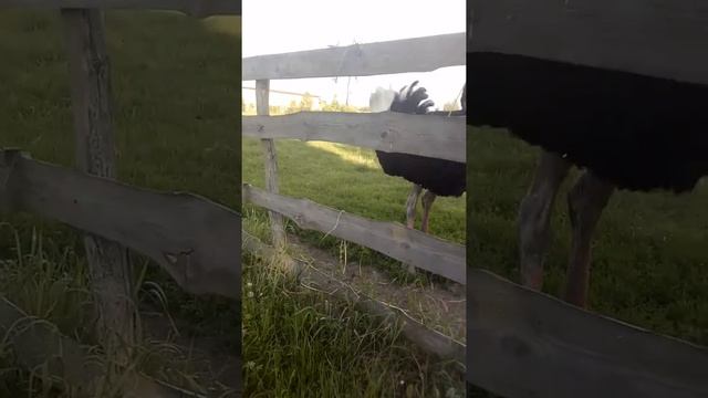 Я побывал на страусиной маленькой ферме маленькой смотреть онлайн