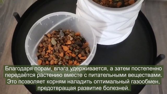 Пересадка Монстеры вариегатной (Monstera variegata) в специализированный субстрат смотреть онлайн