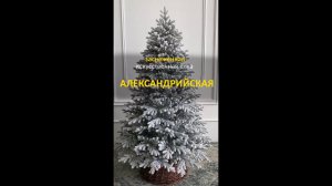 Елка искусственная "Александрийская" заснеженная