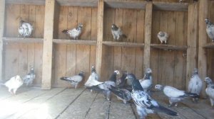 Пакистанские  голуби . Ох ,как с ними  не  просто.