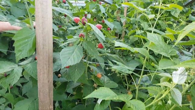 ХОТИТЕ СОБИРАТЬ МАЛИНУ до ПОЗДНЕЙ ОСЕНИ? ТопСад смотреть онлайн