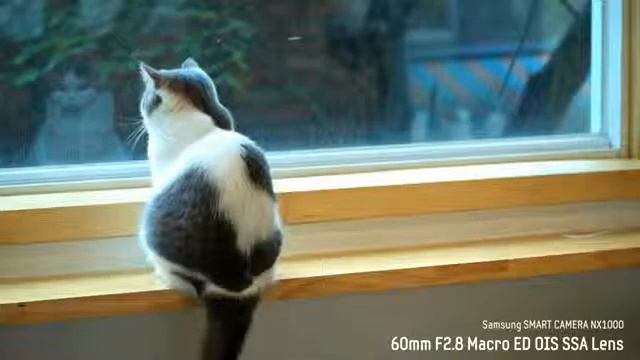 NX1000 with 60mm Macro Lens Cat&Bird - YouTube смотреть онлайн