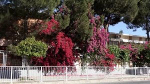 Кипр. Никосия - город студентов. [Столица Никосия. Система образования. Университеты столицы Кипра.