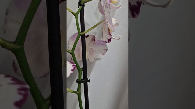 Лондон. Мои домашние орхидеи.  Арт Нуво. London.  My home orchids. Art Nouveau.