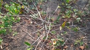 Дача, на душе спокойно ходя в целом все плохо...Бердянск Запорожская