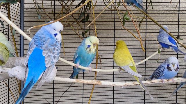 это обучающее видео для попугая #17 смотреть онлайн